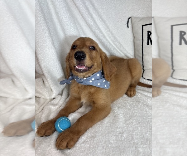 Medium Photo #1 Golden Retriever Puppy For Sale in GREENFIELD, IN, USA
