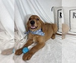Small Golden Retriever