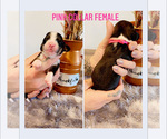Small Photo #1 Bernedoodle Puppy For Sale in BENNETT, CO, USA