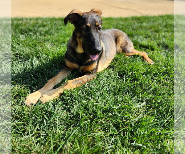 Medium Photo #7 German Shepherd Dog Puppy For Sale in Centreville, VA, USA