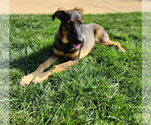 Mimi 6088 - Female German Shepherd Dog Dog for Adoption - Photo #7