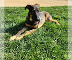 Small #6 German Shepherd Dog