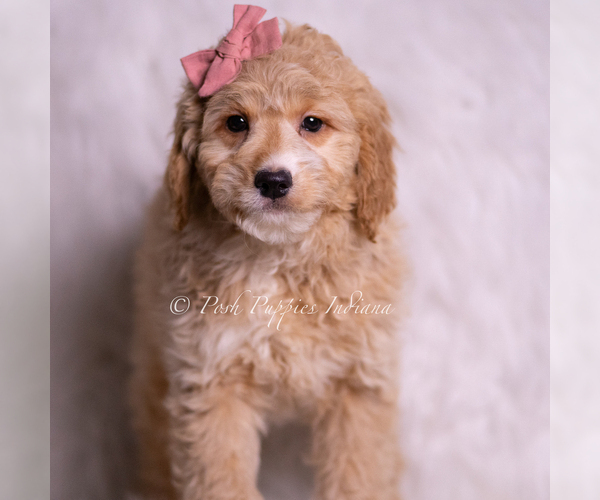 Medium Photo #60 Goldendoodle (Miniature) Puppy For Sale in WARSAW, IN, USA