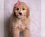 Small Photo #60 Goldendoodle (Miniature) Puppy For Sale in WARSAW, IN, USA