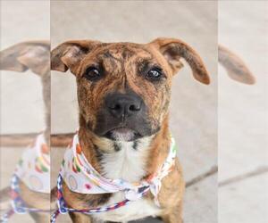 Mutt Dogs for adoption in Tulsa, OK, USA