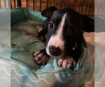 Small #2 American Pit Bull Terrier-American Staffordshire Terrier Mix