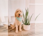 Small Photo #1 Goldendoodle Puppy For Sale in DUBLIN, GA, USA