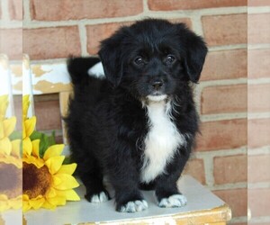 Pembroke Welsh Corgi-Poodle (Toy) Mix Puppy for sale in EPHRATA, PA, USA