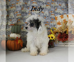 Small Photo #17 Poodle (Toy) Puppy For Sale in CHANUTE, KS, USA