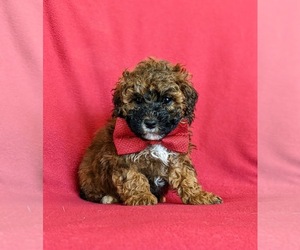 Poodle (Toy) Puppy for sale in KINZERS, PA, USA