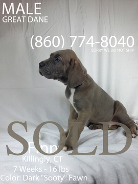 Medium Photo #1 Great Dane Puppy For Sale in DANIELSON, CT, USA