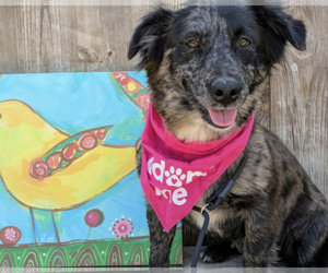 Spaniel-Unknown Mix Dogs for adoption in Fresno, CA, USA