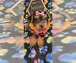 Small Photo #1 Yorkshire Terrier Puppy For Sale in AKRON, OH, USA