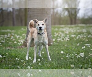Huskies -Unknown Mix Dogs for adoption in Bardstown, KY, USA