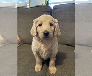 Double Doodle Puppy for sale in BIXBY, OK, USA