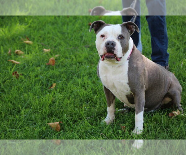 Medium Photo #28 American Staffordshire Terrier-Unknown Mix Puppy For Sale in Lake Forest, CA, USA