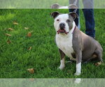 Small #27 American Staffordshire Terrier Mix