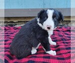 Small Photo #136 Border Collie Puppy For Sale in NORBORNE, MO, USA