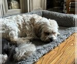 Small #3 Mutt