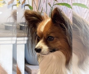 Father of the Papillon puppies born on 09/26/2023