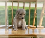 Small Photo #18 Goldendoodle Puppy For Sale in MARYVILLE, MO, USA