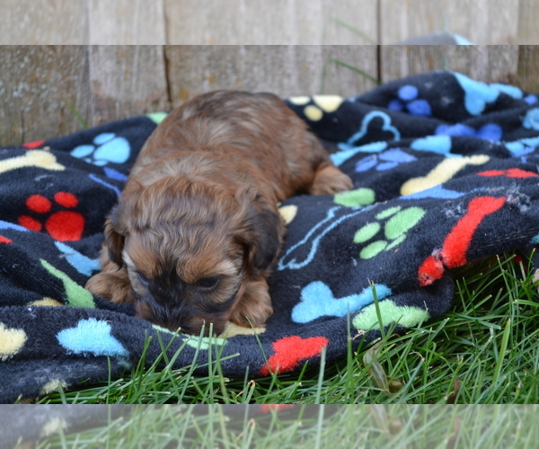 Medium Photo #2 Poodle (Miniature) Puppy For Sale in GREENWOOD, WI, USA