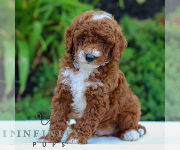 Medium Photo #3 Cavapoo Puppy For Sale in LITITZ, PA, USA
