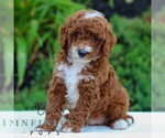 Small #2 Cavapoo