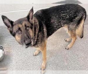German Shepherd Dog Dogs for adoption in Houston, TX, USA