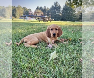 Golden Irish Puppy for sale in CARO, MI, USA