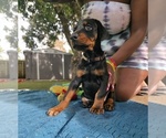 Small #10 Doberman Pinscher