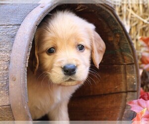 Golden Irish Puppy for Sale in JONES, Michigan USA