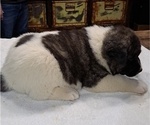 Small Photo #4 Akita Puppy For Sale in ELLINGTON, MO, USA