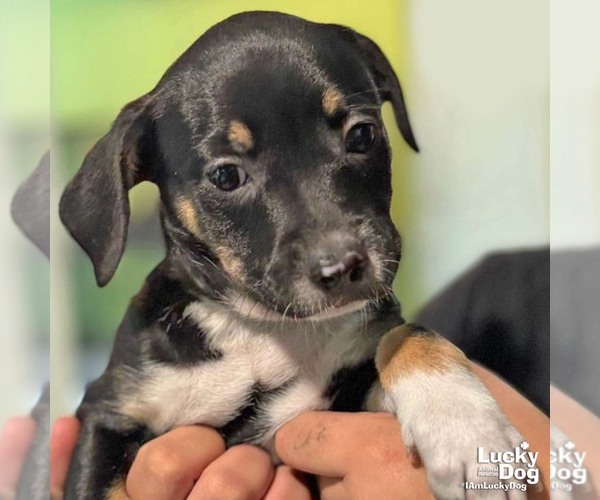 Medium Photo #2 Labrador Retriever-Unknown Mix Puppy For Sale in Washington, DC, USA