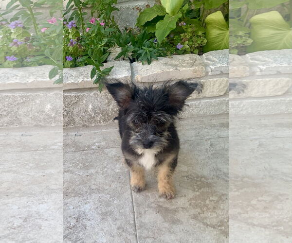 Medium Photo #8 Shih Tzu-Unknown Mix Puppy For Sale in Santa Clarita, CA, USA