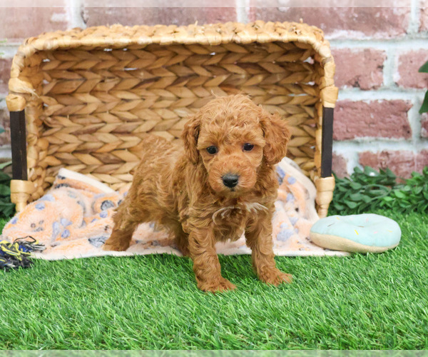 Medium Photo #2 Poodle (Miniature) Puppy For Sale in SYRACUSE, IN, USA