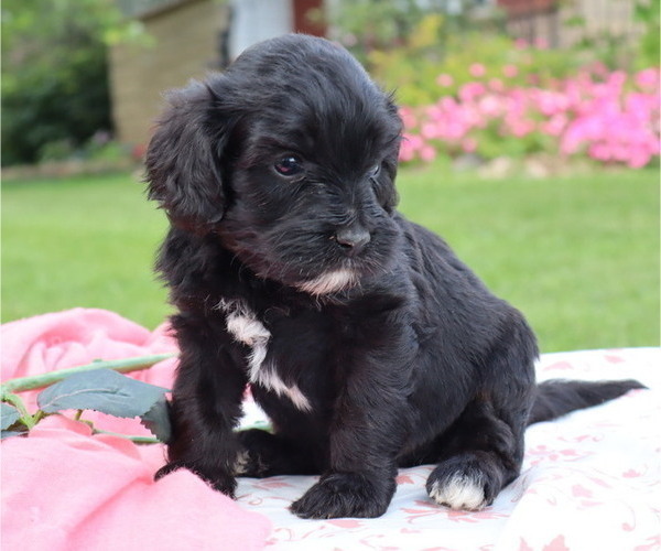 Medium Photo #4 Cavapoo Puppy For Sale in THORP, WI, USA