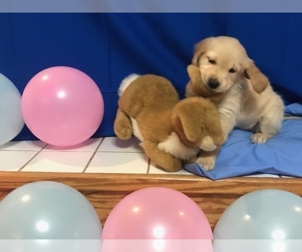 Medium Photo #21 Golden Retriever Puppy For Sale in WEBSTER CITY, IA, USA