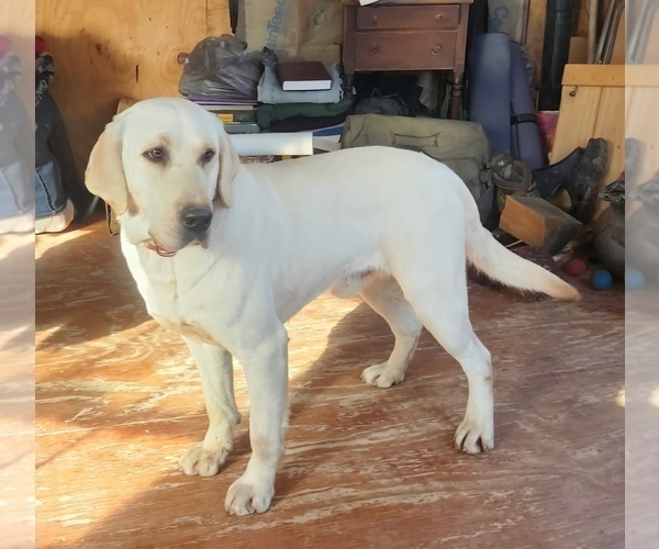 Medium Photo #1 Labrador Retriever Puppy For Sale in LAFAYETTE, TN, USA