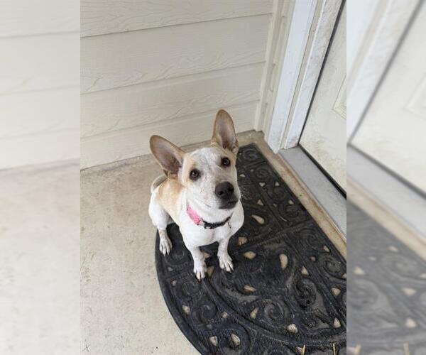 Medium Photo #1 Mutt Puppy For Sale in San Antonio, TX, USA