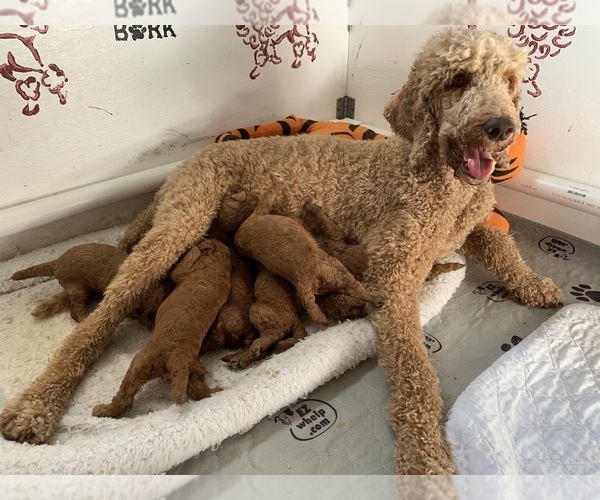 Medium Photo #1 Poodle (Standard) Puppy For Sale in MORRISTON, FL, USA