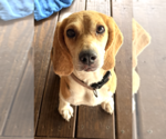 Small #1 Beagle Mix