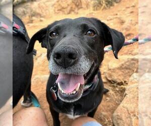 Karley - Female Labrador Retriever-Unknown Mix Dog for Adoption - Photo #24