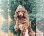 Small Photo #10 Poodle (Toy) Puppy For Sale in PALO ALTO, CA, USA