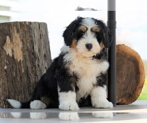 Miniature Bernedoodle Puppy for sale in FREDERICKSBG, OH, USA