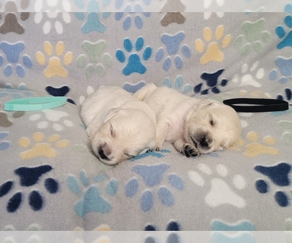 Medium Photo #8 English Cream Golden Retriever Puppy For Sale in WEEKI WACHEE, FL, USA