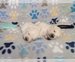 Small #7 English Cream Golden Retriever