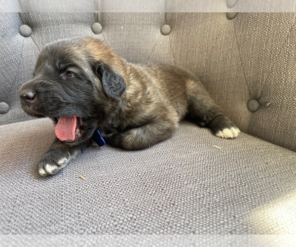 Medium Photo #5 Leonberger Puppy For Sale in TREMONTON, UT, USA