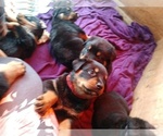 Small Photo #19 Rottweiler Puppy For Sale in NIPOMO, CA, USA