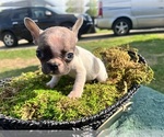 Small Photo #13 French Bulldog Puppy For Sale in NORTH LITTLE ROCK, AR, USA